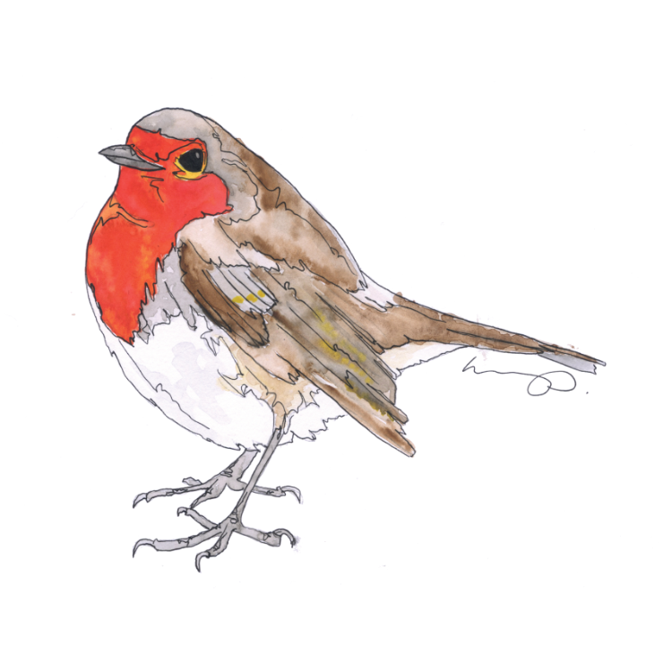 A watercolor-style illustration of a robin bird with a bright red chest, brown back, white underparts, and gray legs, shown on a plain white background.